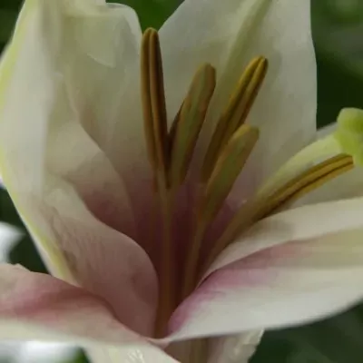 Lilie LO TRIUMPHATOR 