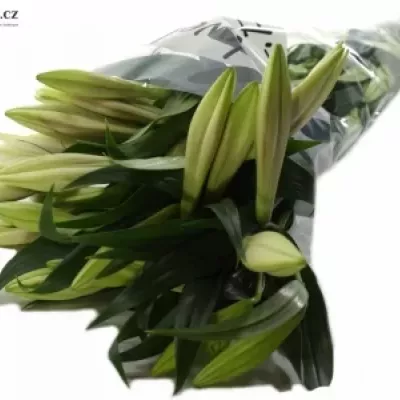 Lilie LO TRIUMPHATOR 