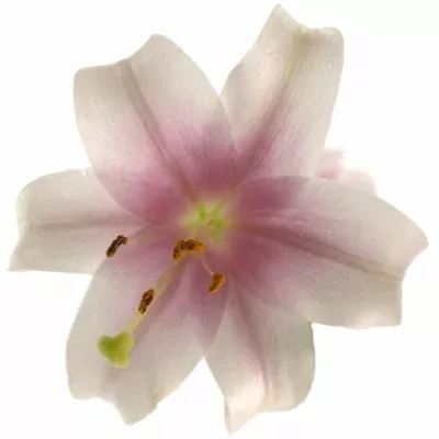 Lilie LO TRIUMPHATOR 75cm/3+