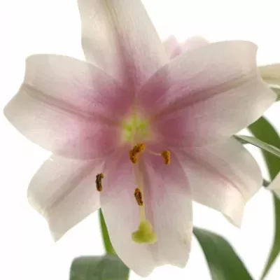 Lilie LO TRIUMPHATOR 