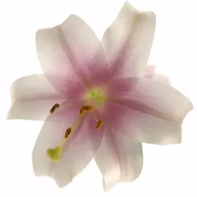 Lilie LO TRIUMPHATOR 