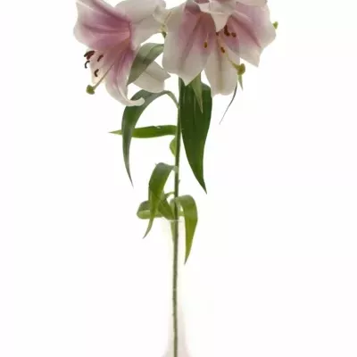 Lilie LO TRIUMPHATOR 