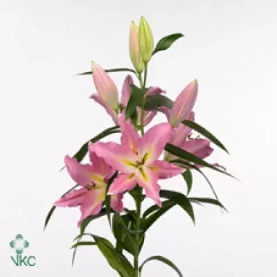 Lilie OR ALL STAR 100cm/4+