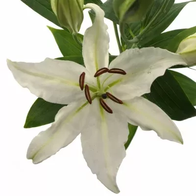 Lilie OR ALMA ATA 