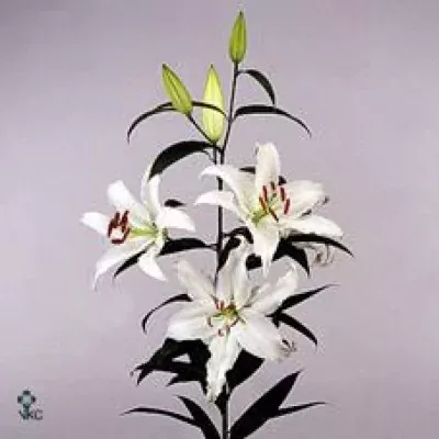 Lilie OR ANGORA 100cm/4+