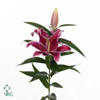 Lilie OR ARANAL 95cm/5+