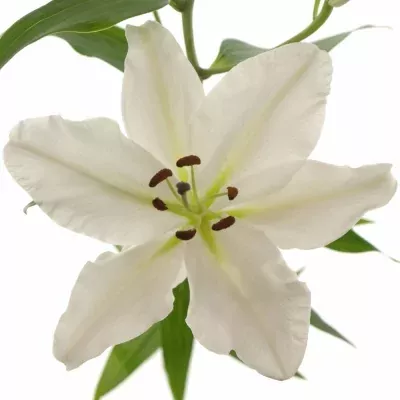 Lilie OR ARLINGTON 100cm/6+