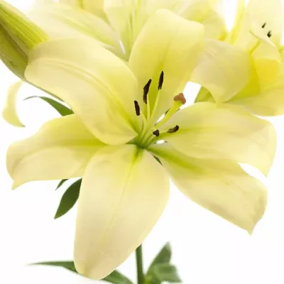 Lilie OR ARMERO 100cm/4+