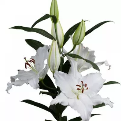 Lilie OR AVVENTURA 80cm/3+