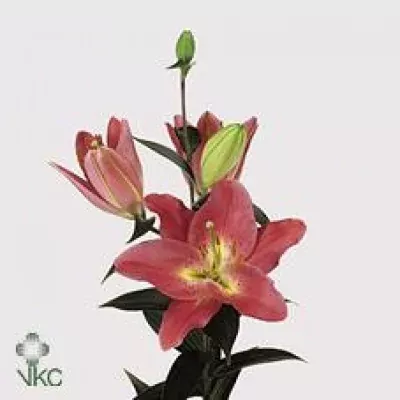 Lilie OR BARBARESCO 80cm/3+