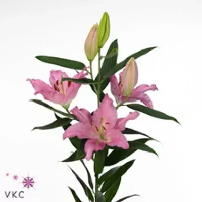 Lilie OR BARRAGE 105cm/5+