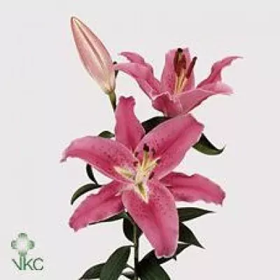 Lilie OR BERNINI 110cm/7+