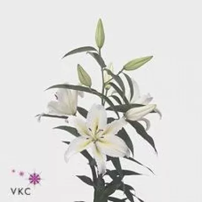 Lilie OR BUCKINGHAM 95cm/6+