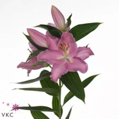 Lilie OR CANALETTO 75cm/2+