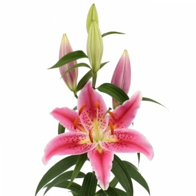 Lilie OR CANBERRA 90cm/4+