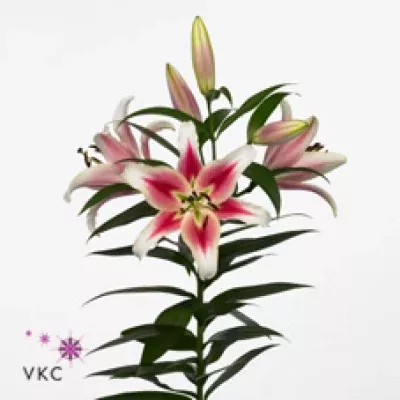 Lilie OR CANDY CLUB 90cm/5+