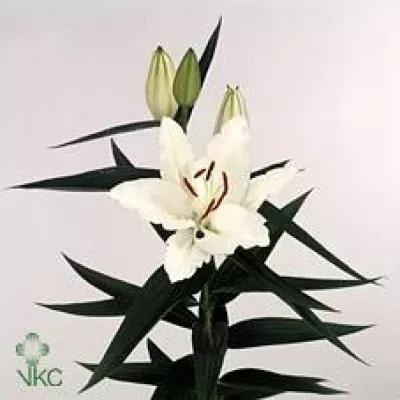 Lilie OR CARILLON 70cm/3+