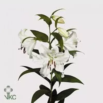 Lilie OR CASA BLANCA 85cm/3+