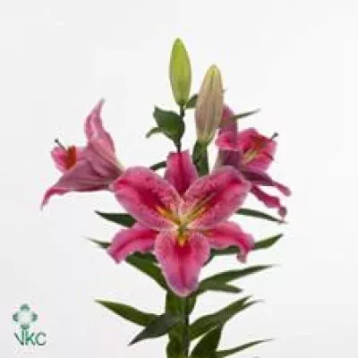 Lilie OR CASSINI 90cm/5+