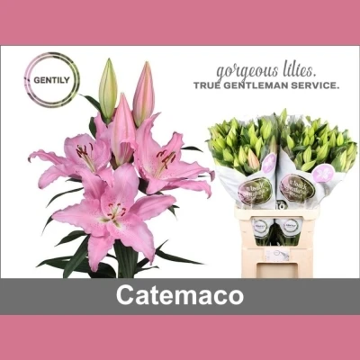 Lilie OR CATEMACO