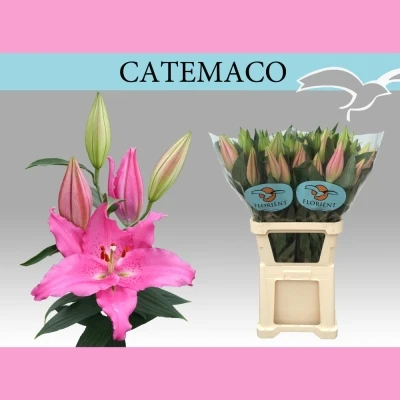 Lilie OR CATEMACO