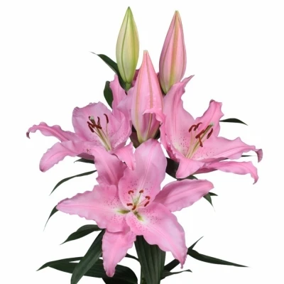 LILIUM OR CATEMACO 70cm/1květ