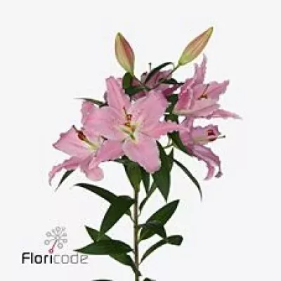 Lilie OR CHELSEA 70cm/3+