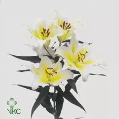 Lilie OR CHERBOURG 75cm/3+