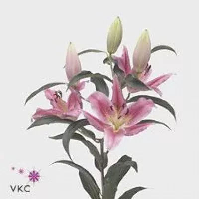 Lilie OR CHILI 80cm/4+