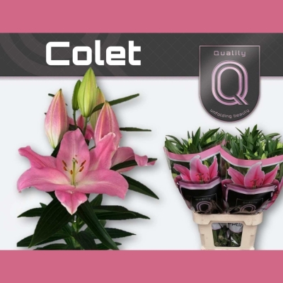 Lilie OR COLET