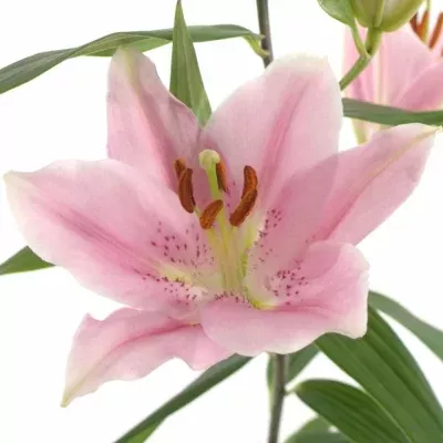 Lilie OR COMPANION 90cm/5+