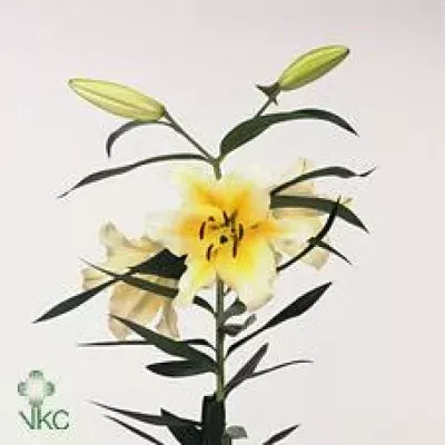 Lilie OR CONCA D´OR 95cm/3+