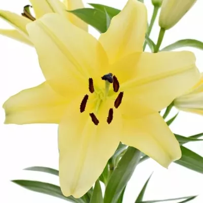 Lilie OT CORCOVADO 75cm/5+