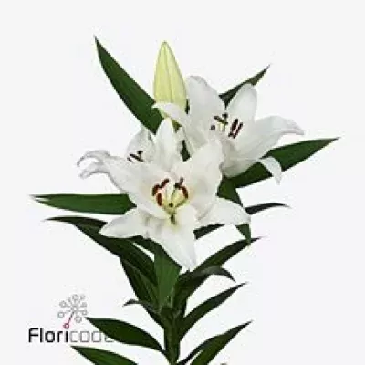 Lilie OR COTOPAXI 90cm/2+