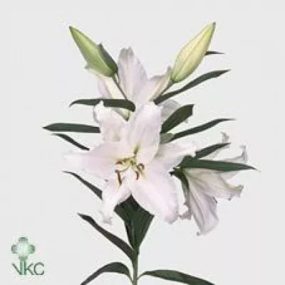 Lilie OR CRYSTAL BLANCA 90cm/5+