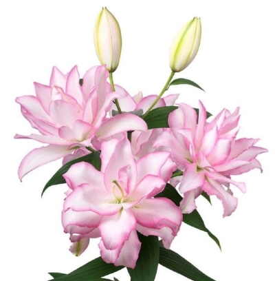 Lilie OR DU ANOUSKA 85 cm / 3+