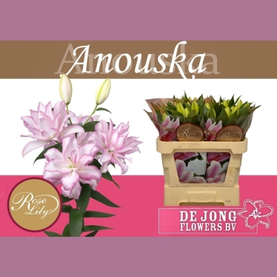 Lilie OR DU ANOUSKA