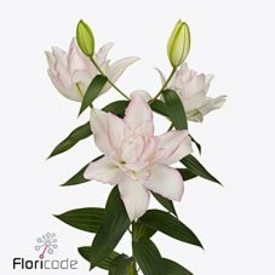 Lilie OR DU ANOUSKA 90 cm / 4+