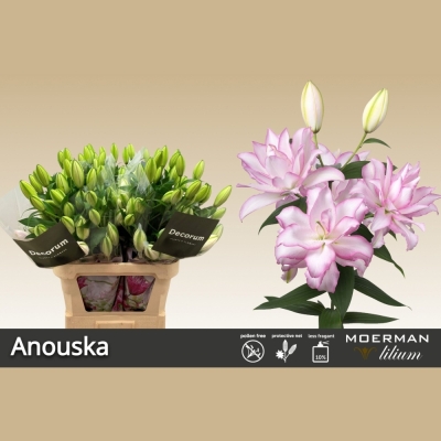 Lilie OR DU ANOUSKA