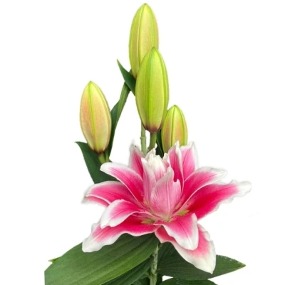 Lilie OR DU DOUBLE DUTCH KISS 85 cm / 4+