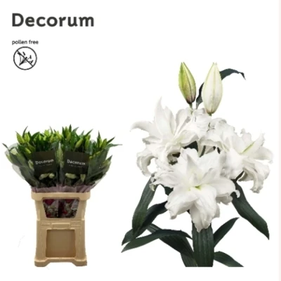 Lilie OR DU ROSELILY ANGELA