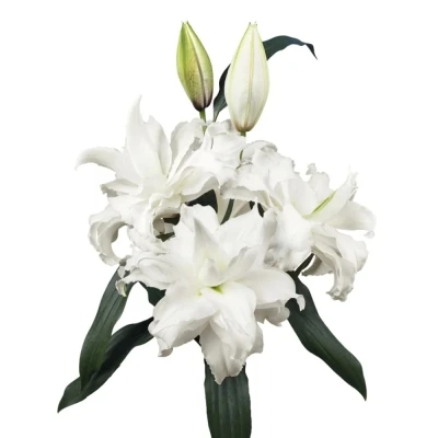 Lilie OR DU ROSELILY ANGELA