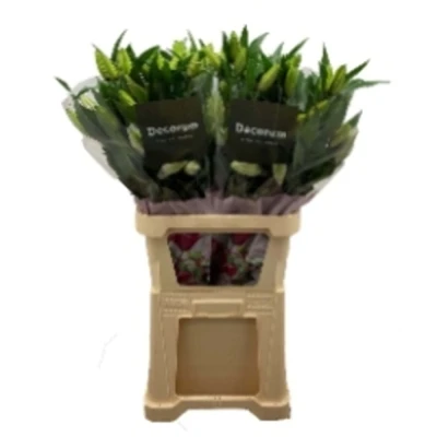 Lilie OR DU ROSELILY ANGELA