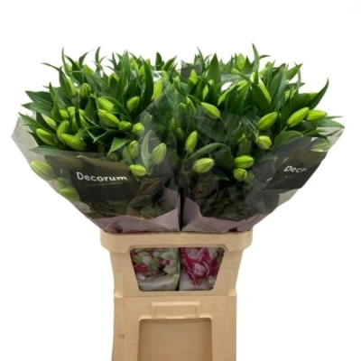 Lilie OR DU ROSELILY DEJIMA