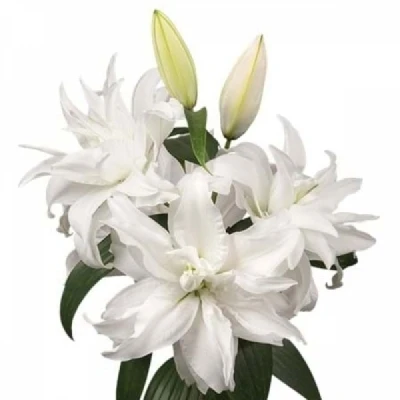 Lilie OR DU ROSELILY DEJIMA 90 cm / 3+