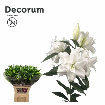 Lilie OR DU ROSELILY DEJIMA