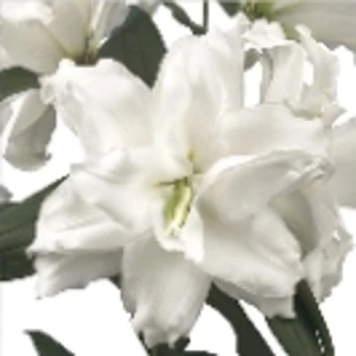 Lilie OR DU ROSELILY DEJIMA