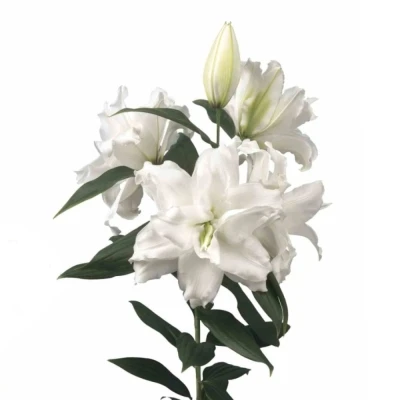 Lilie OR DU ROSELILY DEJIMA