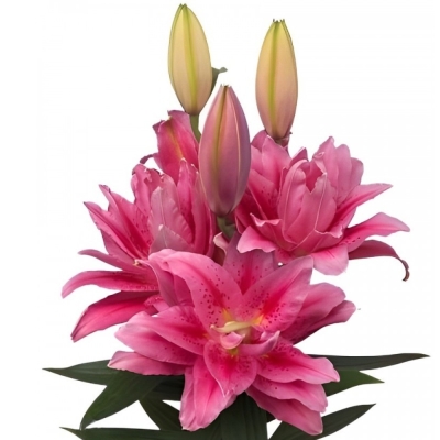 Lilie OR DU ROSELILY FLORETTA 100 cm / 5+