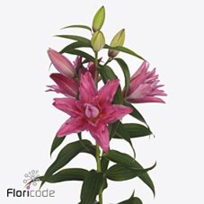 Lilie OR DU ROSELILY FLORETTA 100 cm / 5+